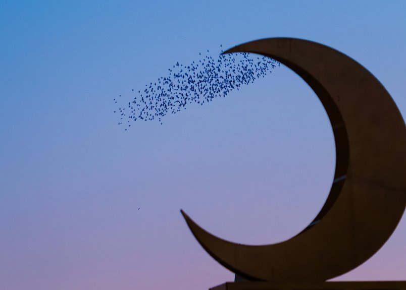 evening movement observation report