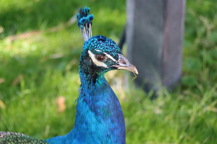 sapphire crest echo identification