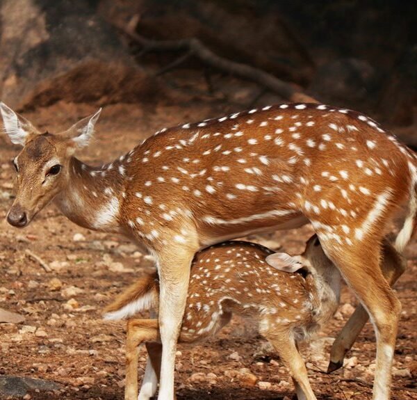 Cannovexa Sapmatrix 8604815999 Reviewplane Axis