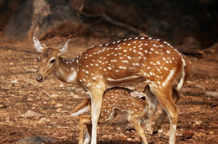 cannovexa sapmatrix review axis